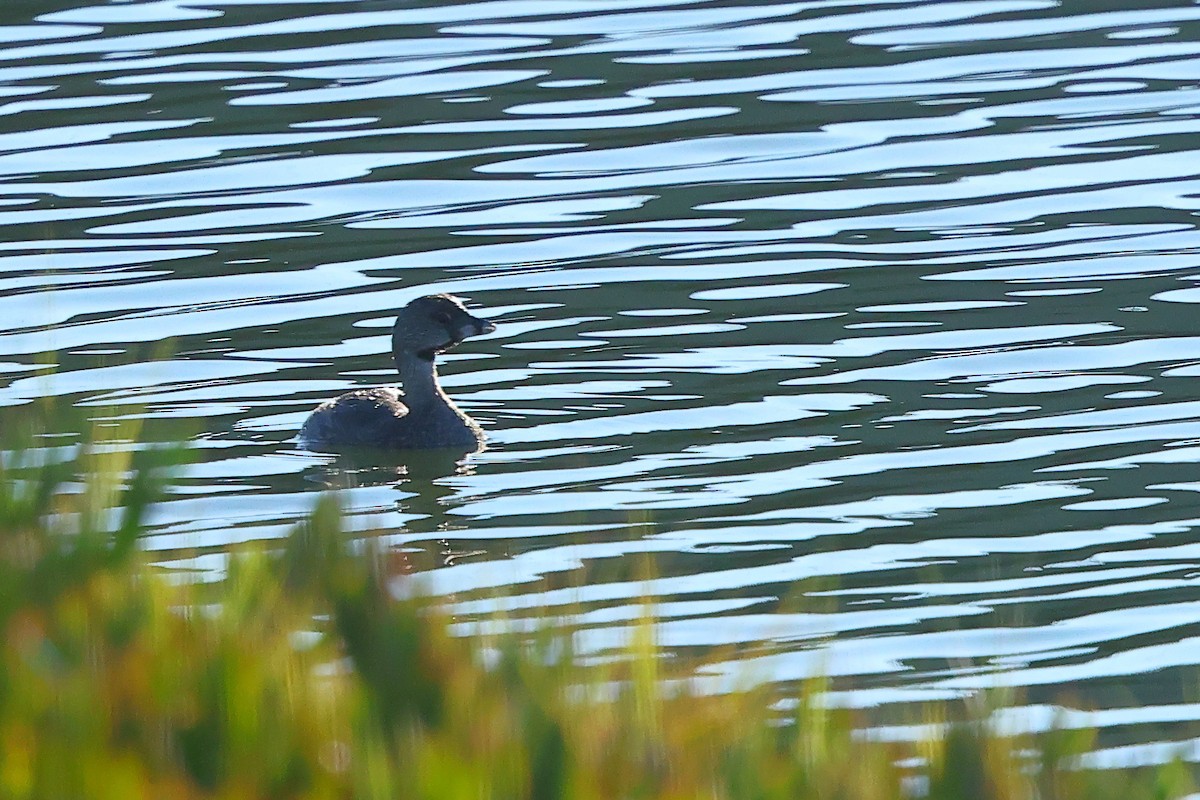 オビハシカイツブリ - ML645875771