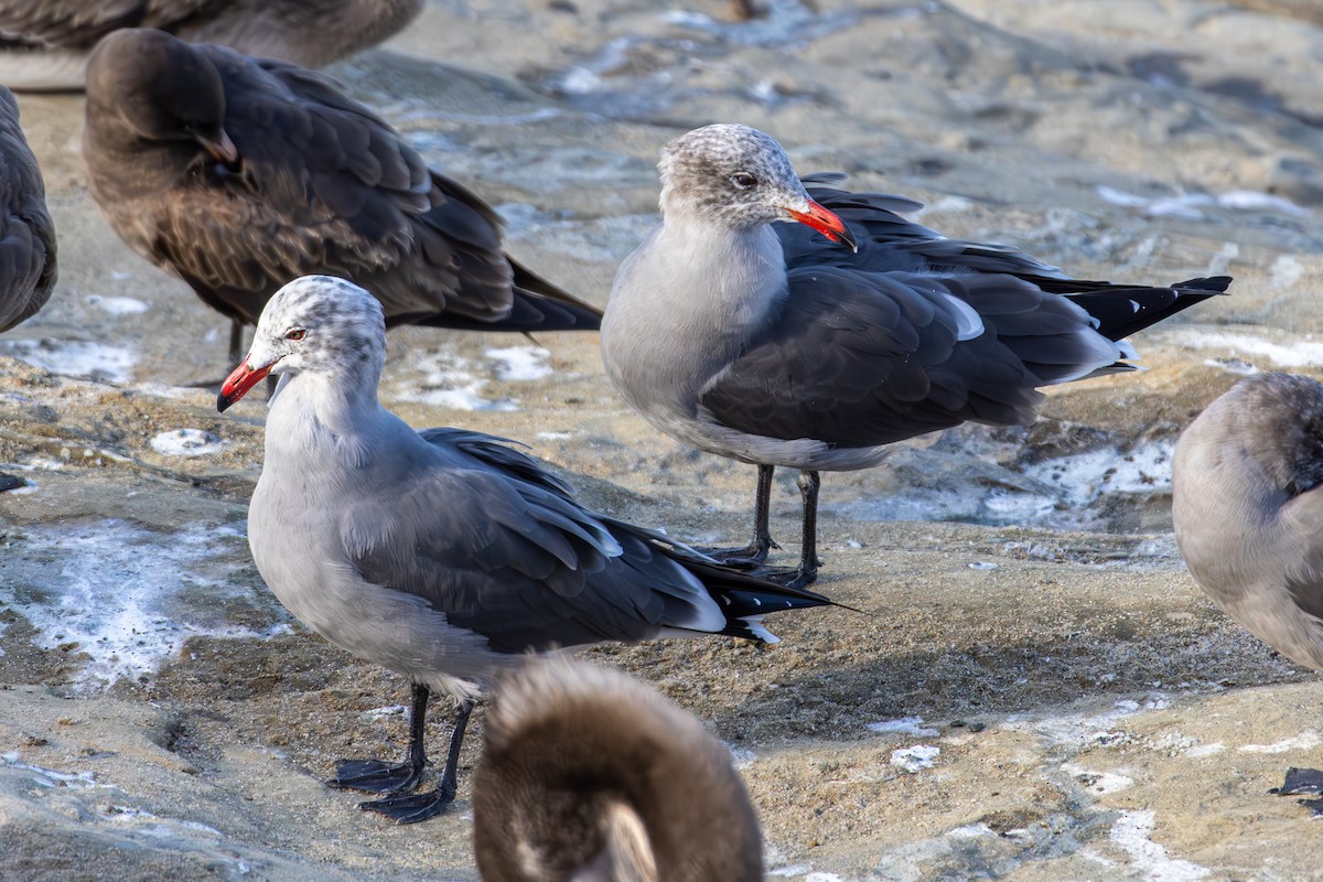 オグロカモメ - ML645875773