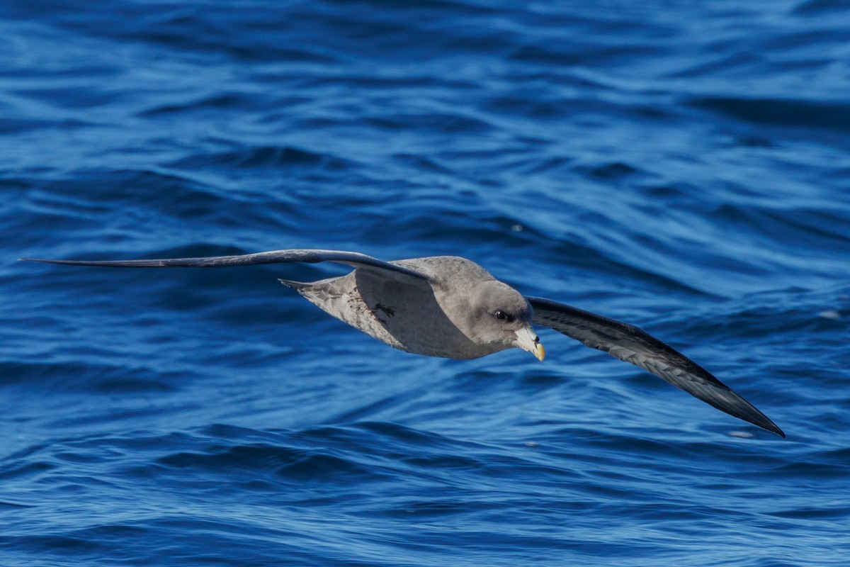 フルマカモメ - ML645875774