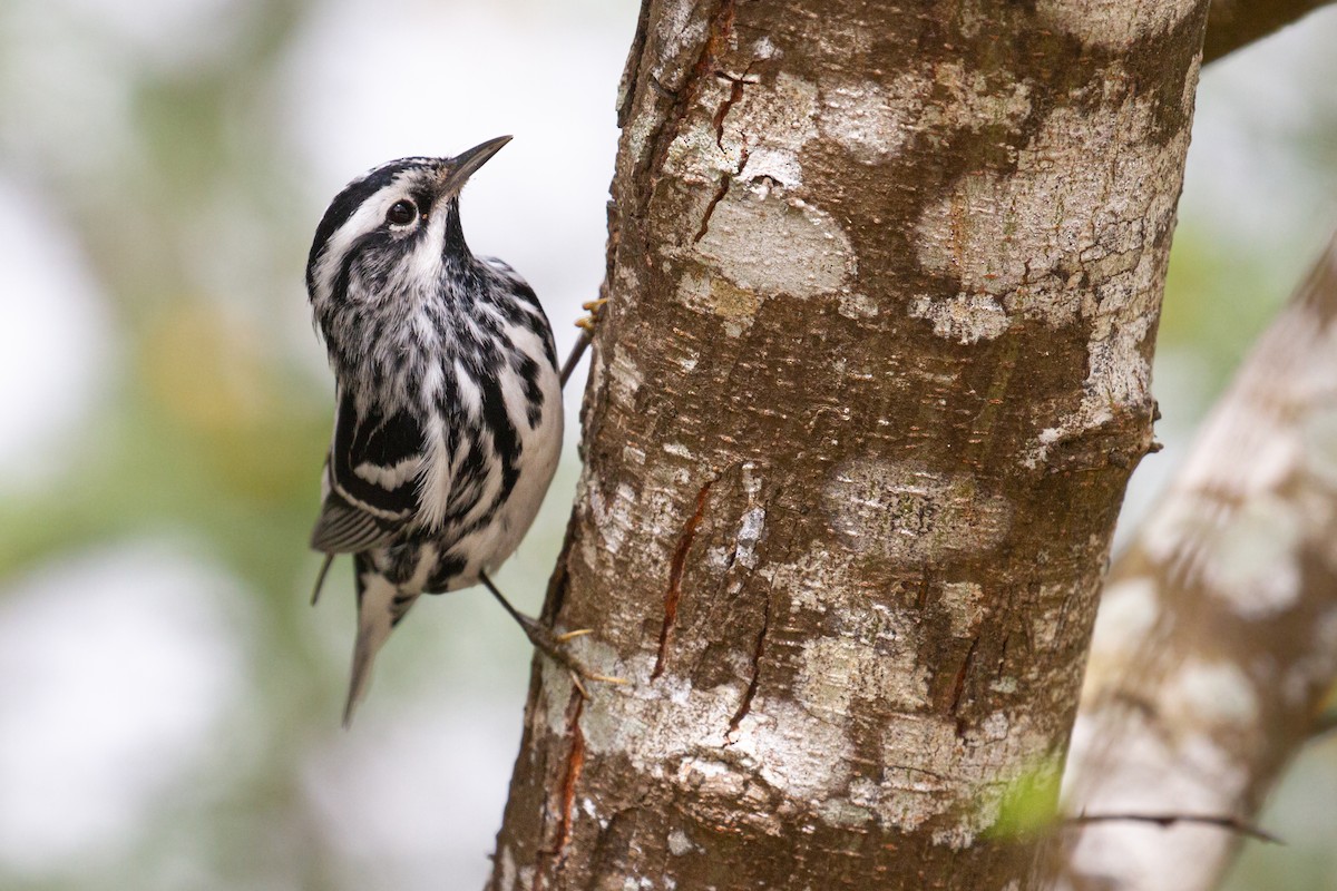 シロクロアメリカムシクイ - ML645875775