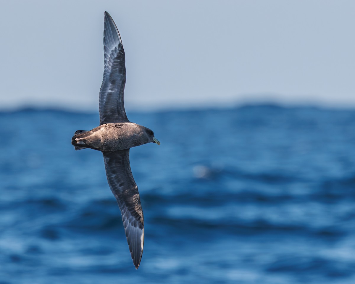 フルマカモメ - ML645875777