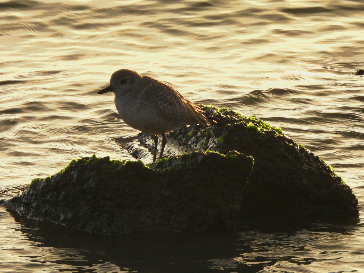 ダイゼン - ML645875778