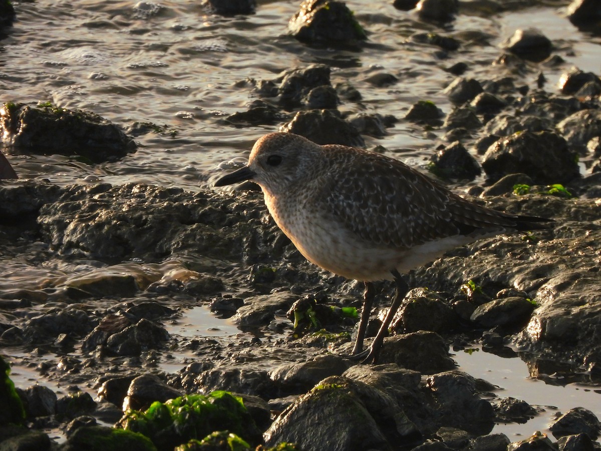 ダイゼン - ML645875779