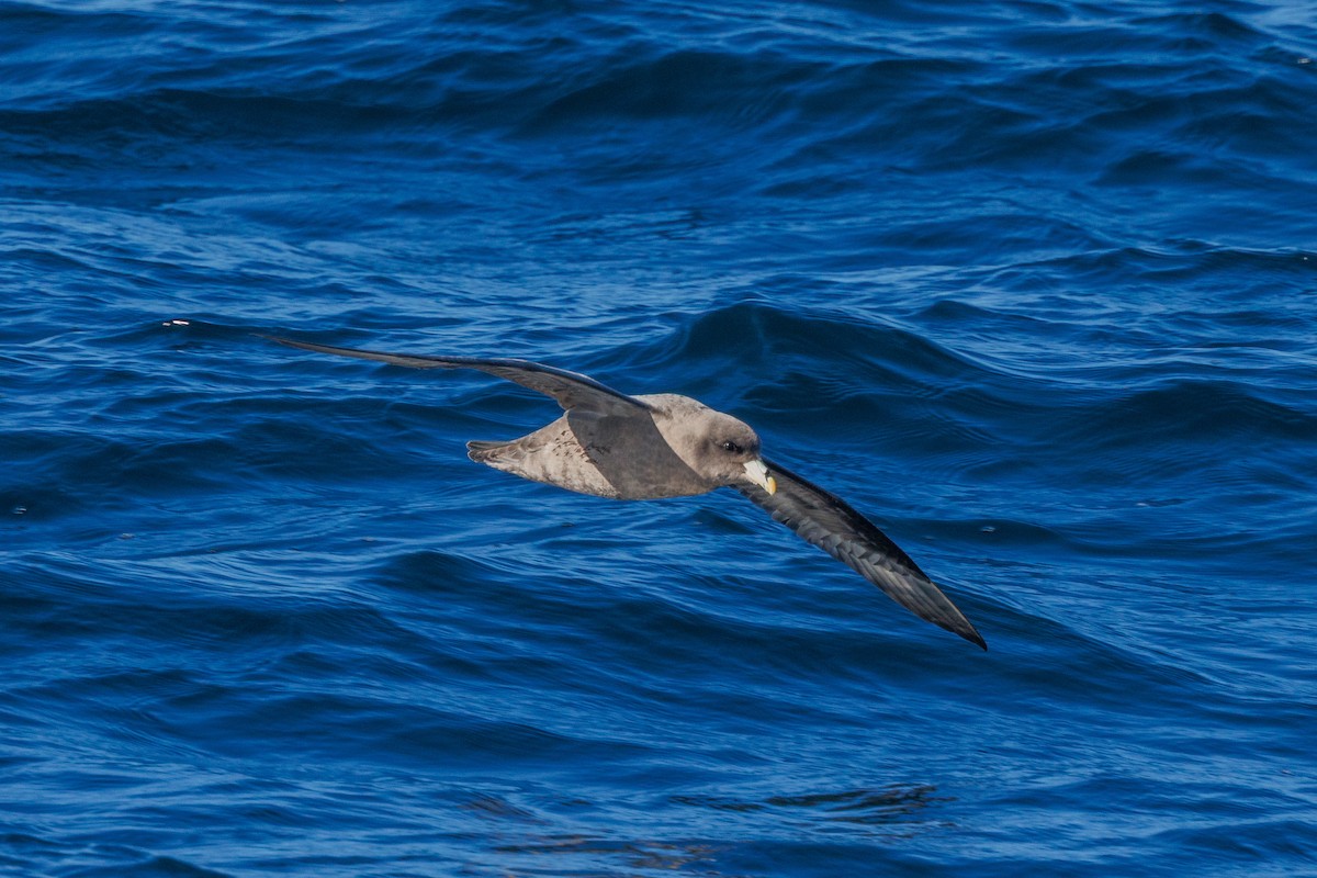 フルマカモメ - ML645875780