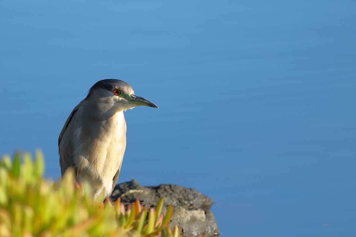 ゴイサギ - ML645875781