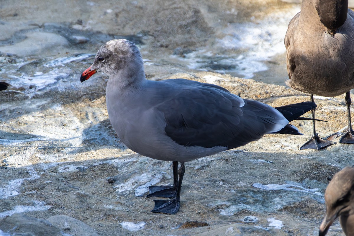 オグロカモメ - ML645875783