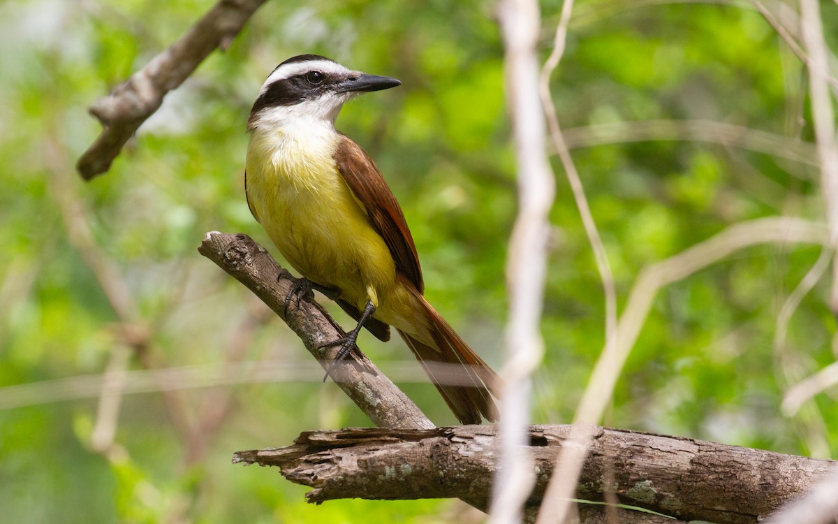 キバラオオタイランチョウ - ML645875784