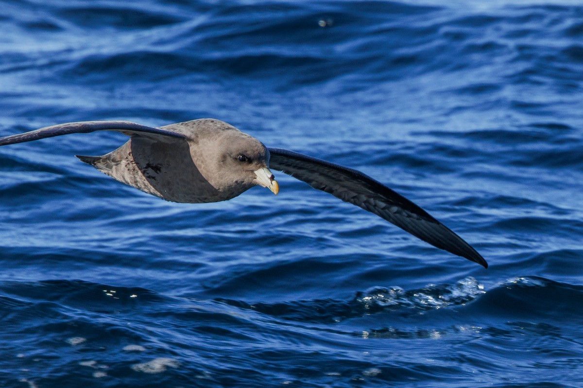 フルマカモメ - ML645875785