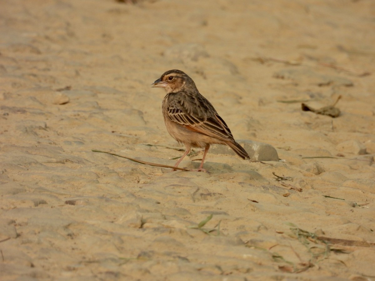 チャバネヤブヒバリ - ML645875786