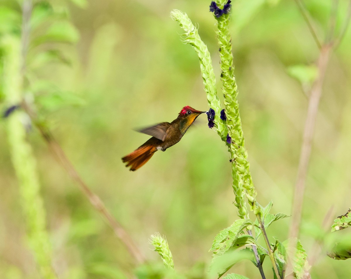 ルビートパーズハチドリ - ML645875787