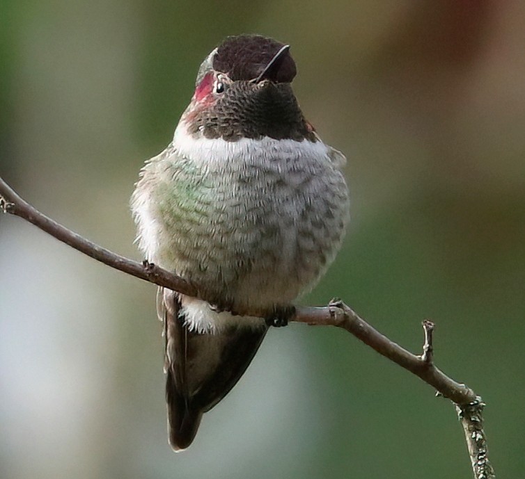 アンナハチドリ - ML645875788