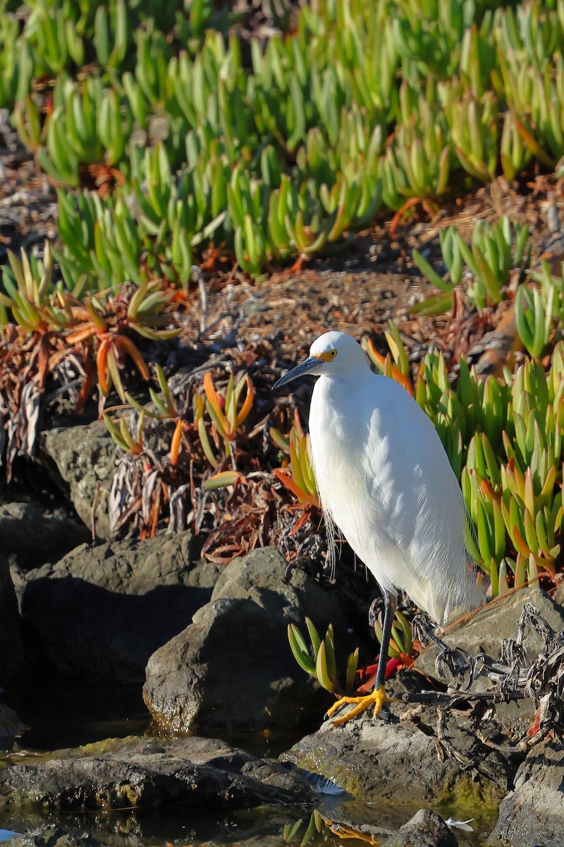 ユキコサギ - ML645875789