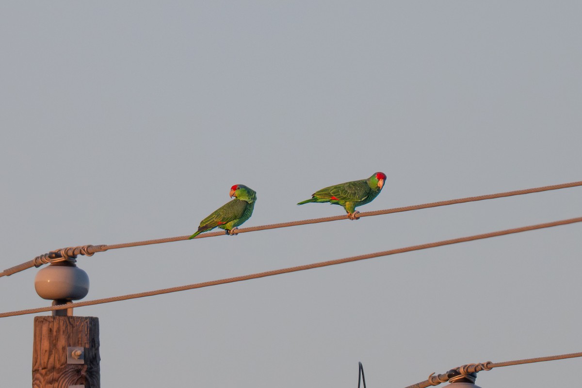 メキシコアカボウシインコ - ML645875790