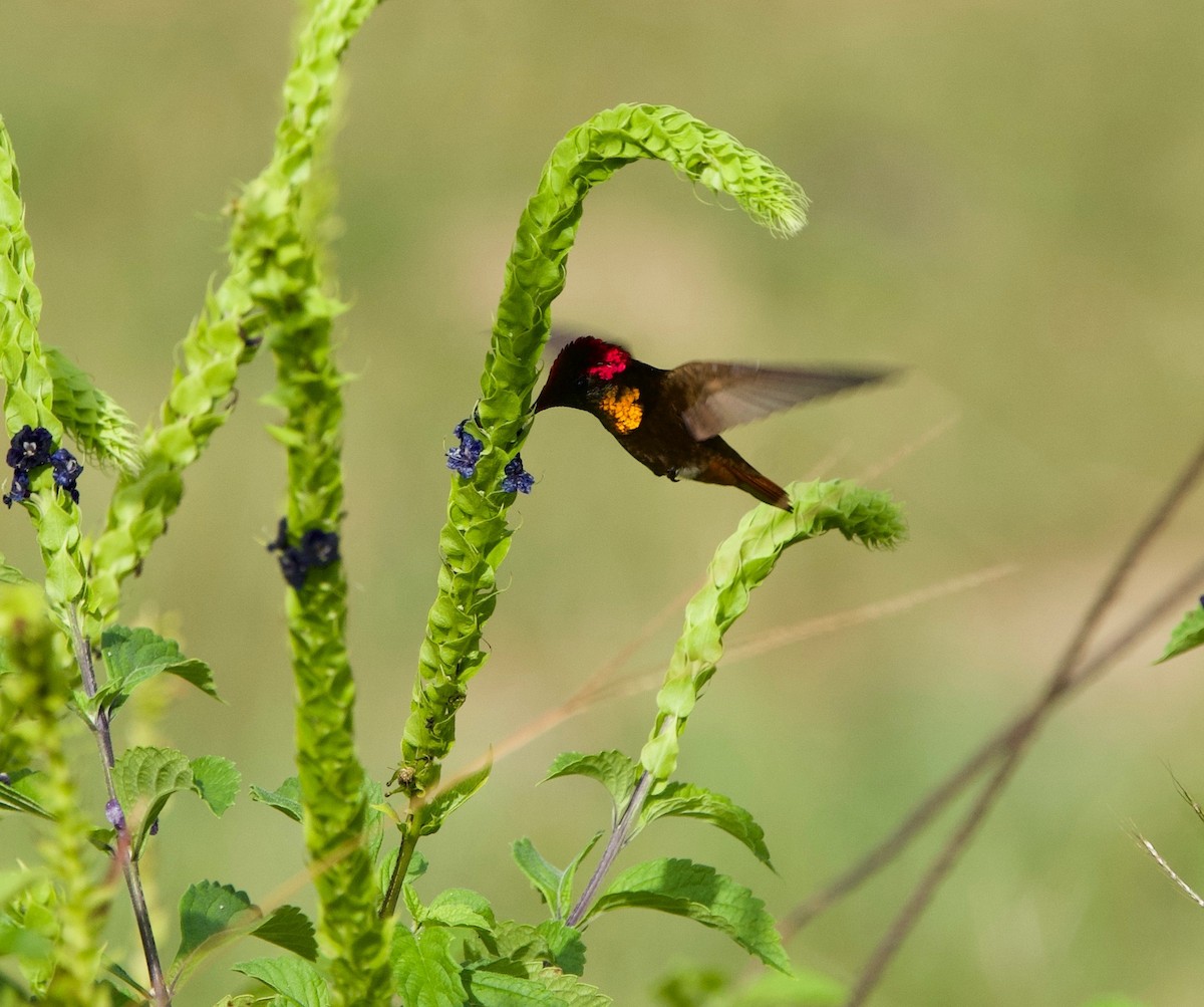 ルビートパーズハチドリ - ML645875791