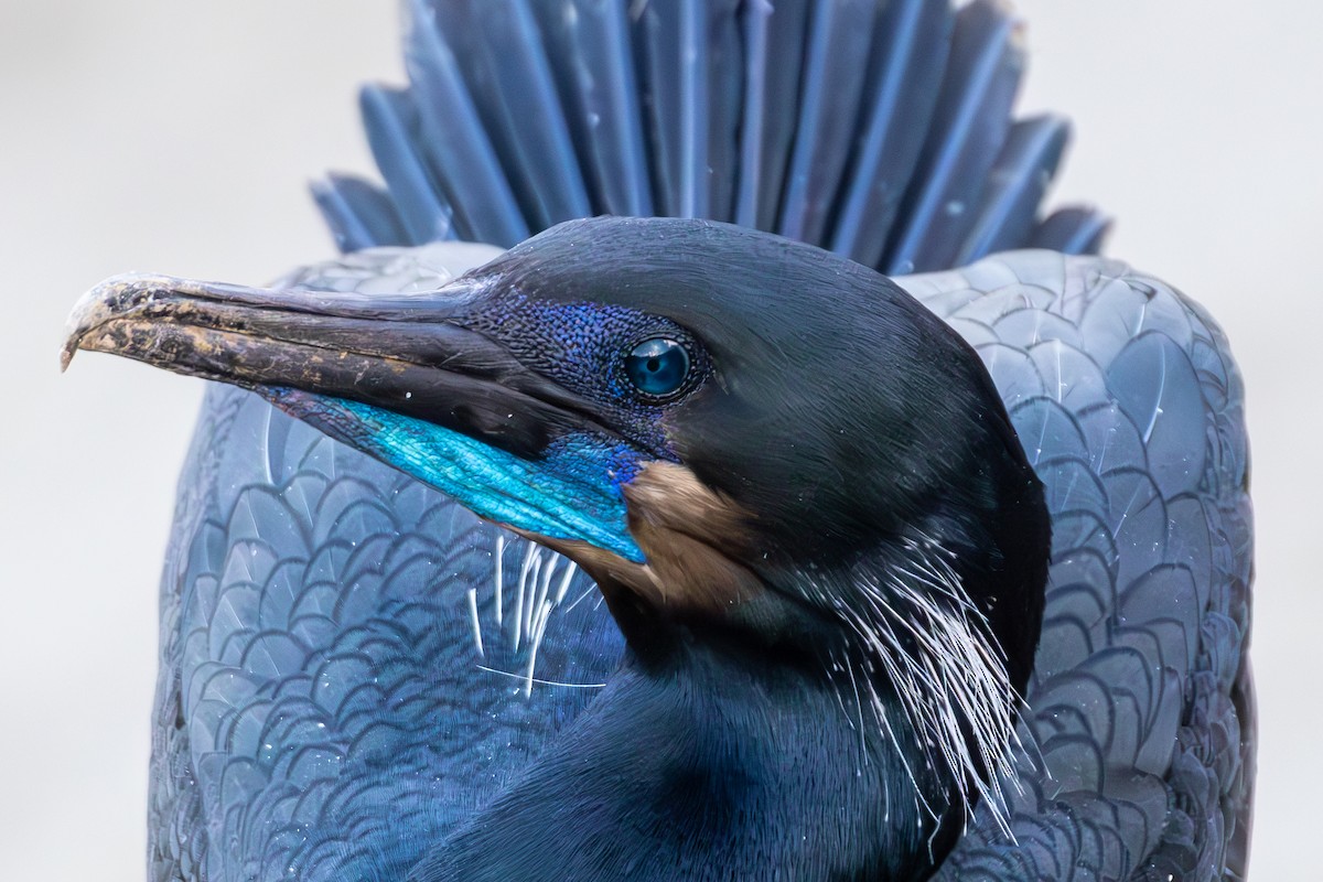 アオノドヒメウ - ML645875792