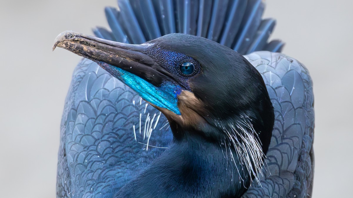 アオノドヒメウ - ML645875794