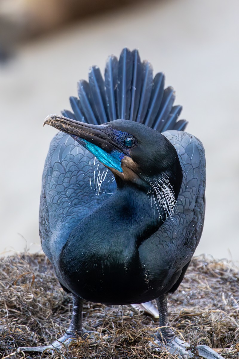 Cormorán Sargento - ML645875795