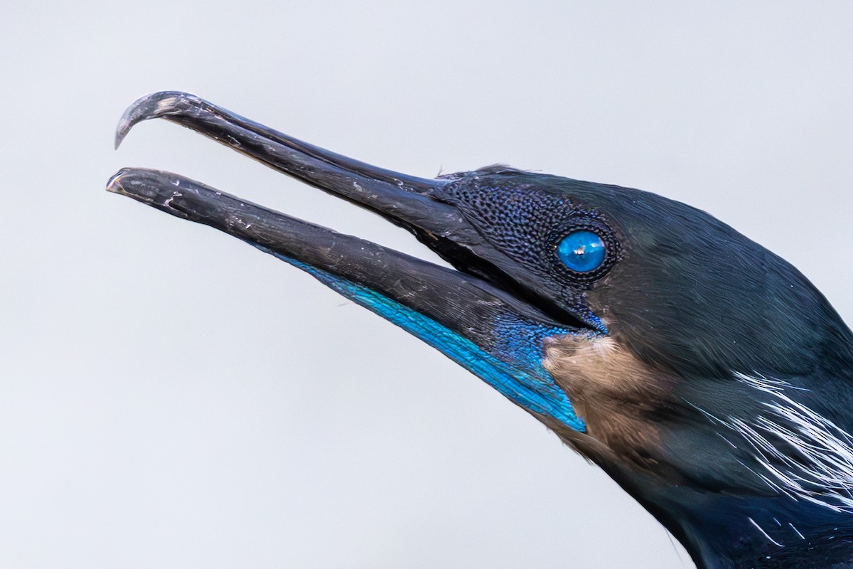 Cormorán Sargento - ML645875797