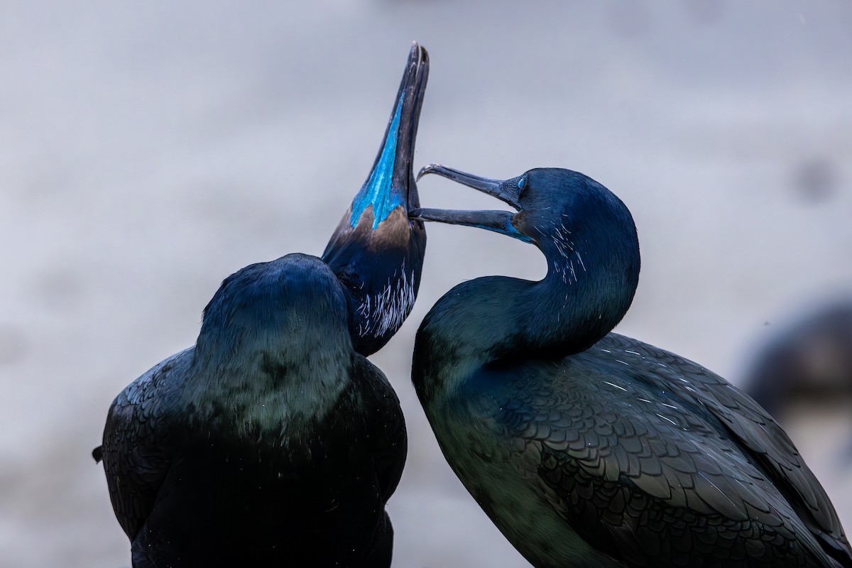 Cormorán Sargento - ML645875800