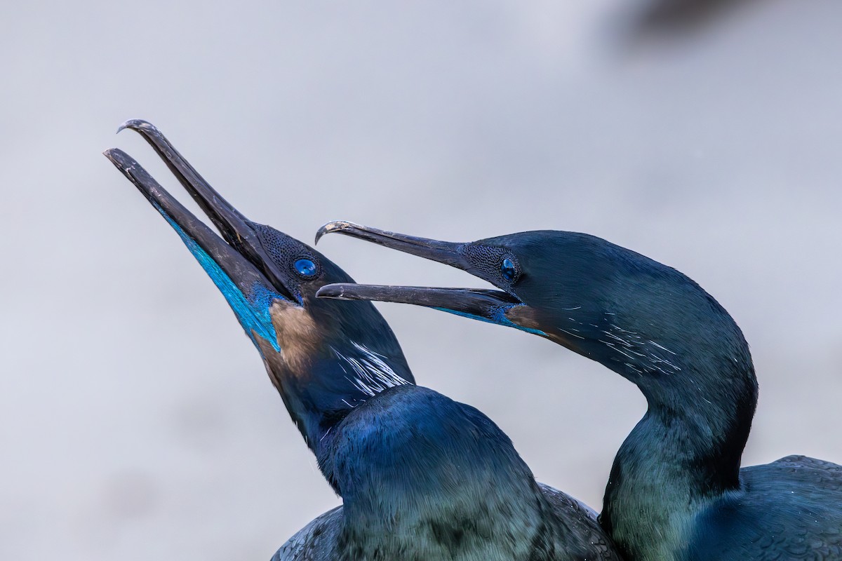 Cormorán Sargento - ML645875801