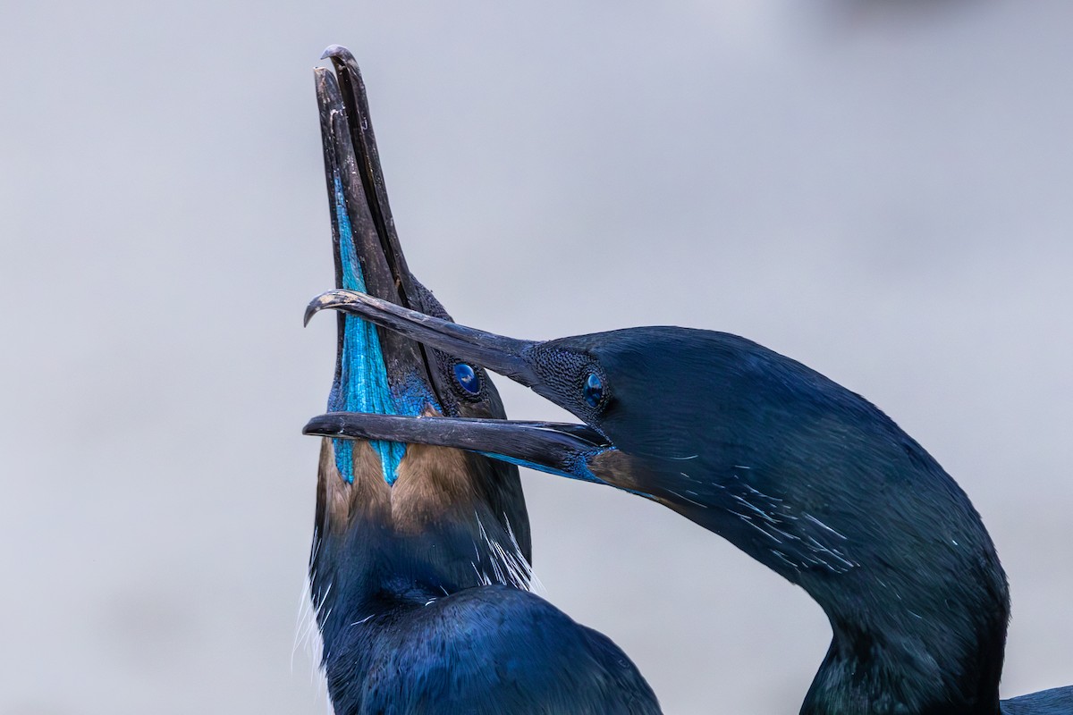 Cormorán Sargento - ML645875803