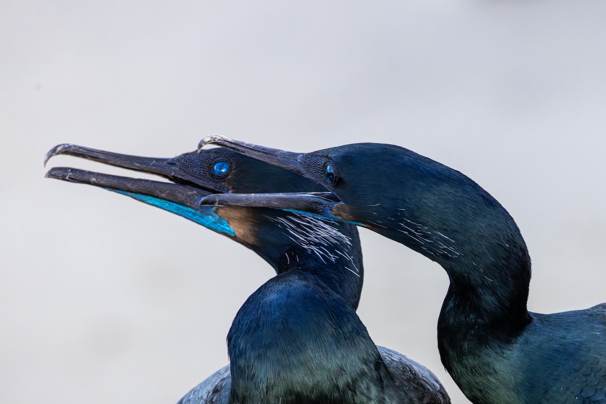 Cormorán Sargento - ML645875809