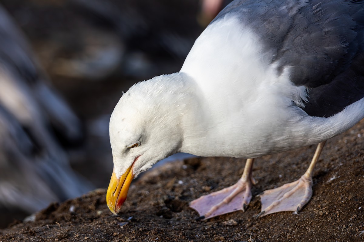 Gaviota Occidental - ML645875814