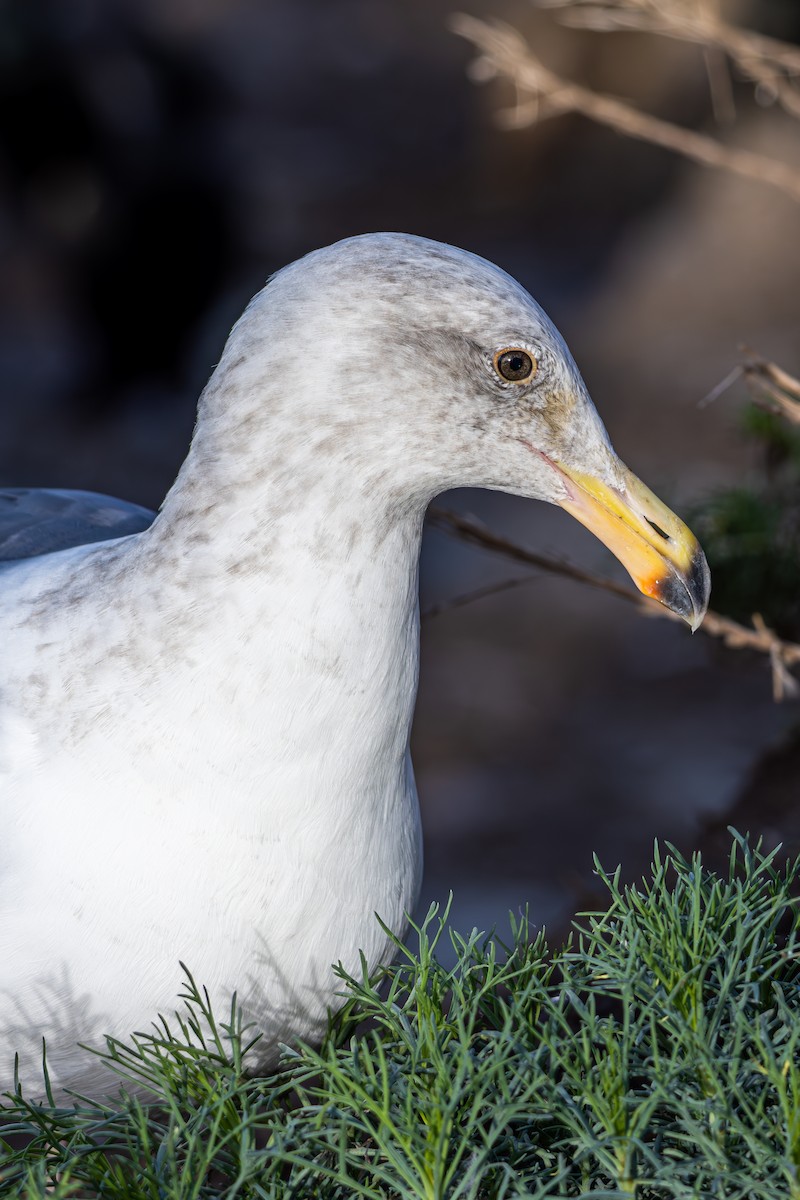 Gaviota Occidental - ML645875816