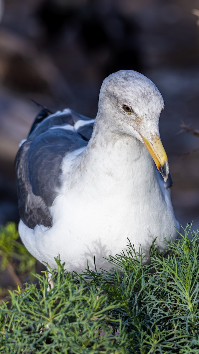 Gaviota Occidental - ML645875817