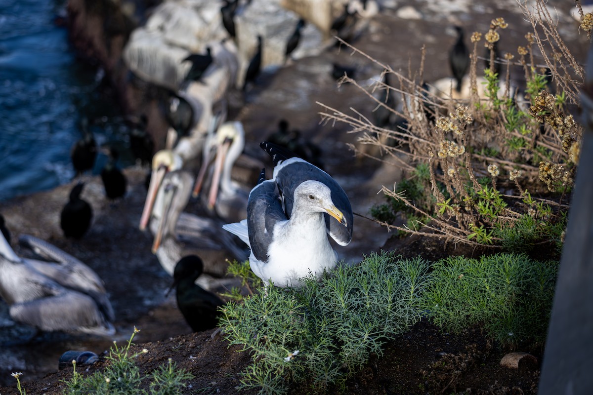 Gaviota Occidental - ML645875818