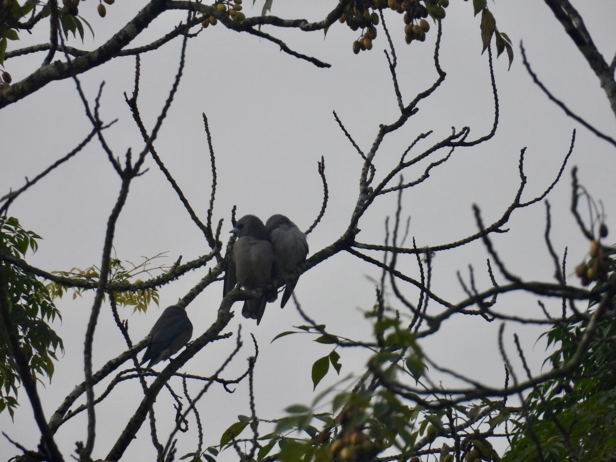 Ashy Woodswallow - ML645875819