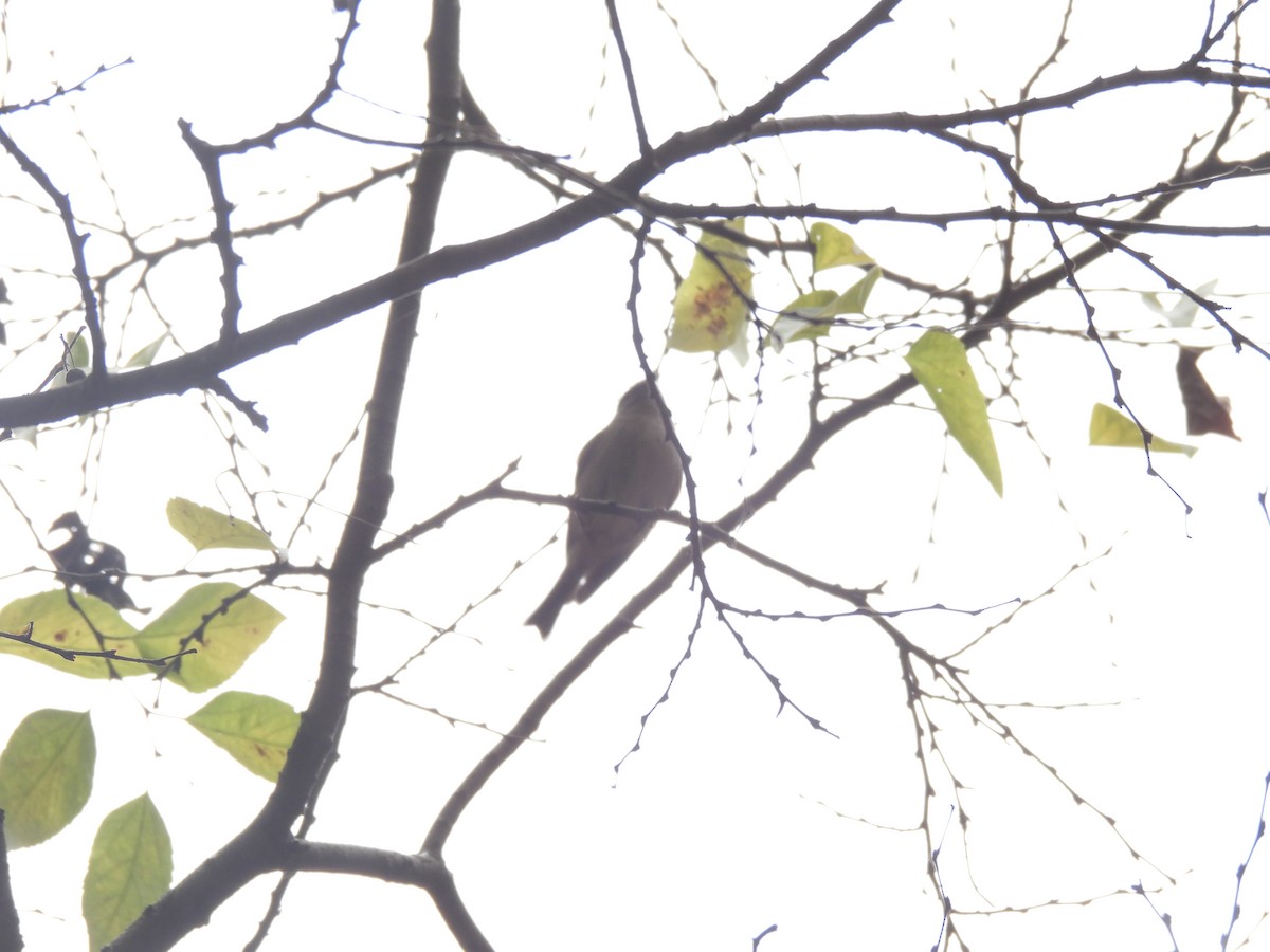 finch sp. - ML645875824