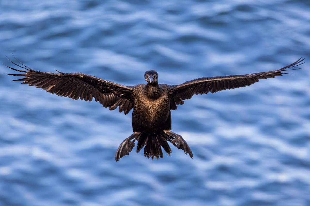 Cormorán Sargento - ML645875829