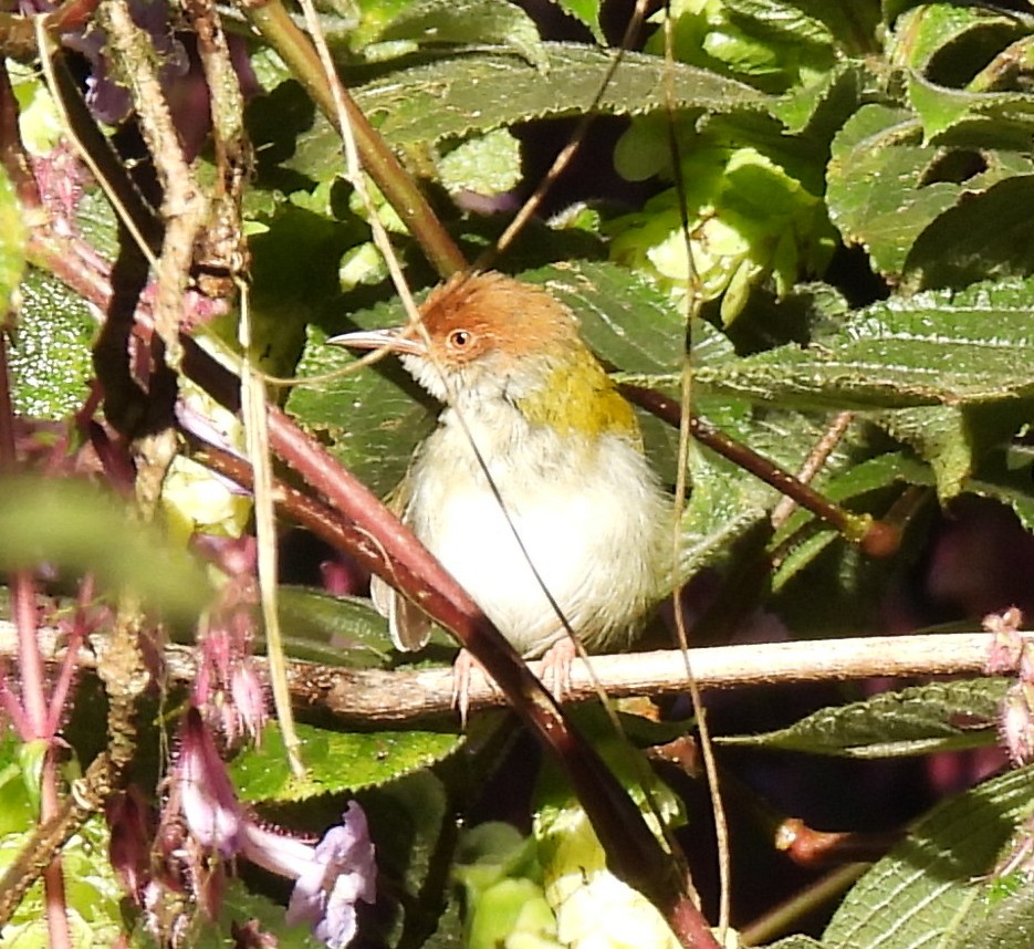 Common Tailorbird - ML645875831