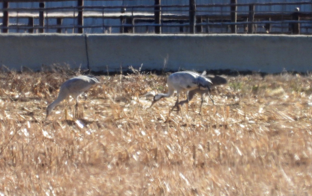 Common Crane - ML645875835