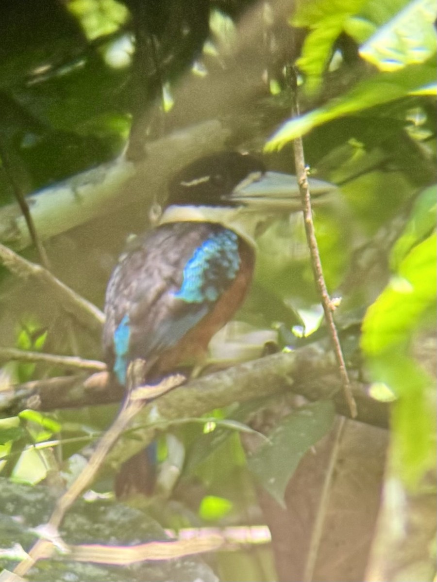 Cucaburra Ventrirrufa - ML645875839