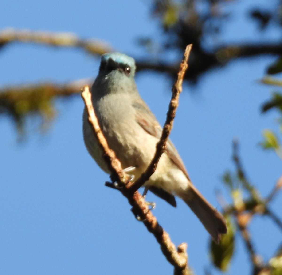 Dull-blue Flycatcher - ML645875840