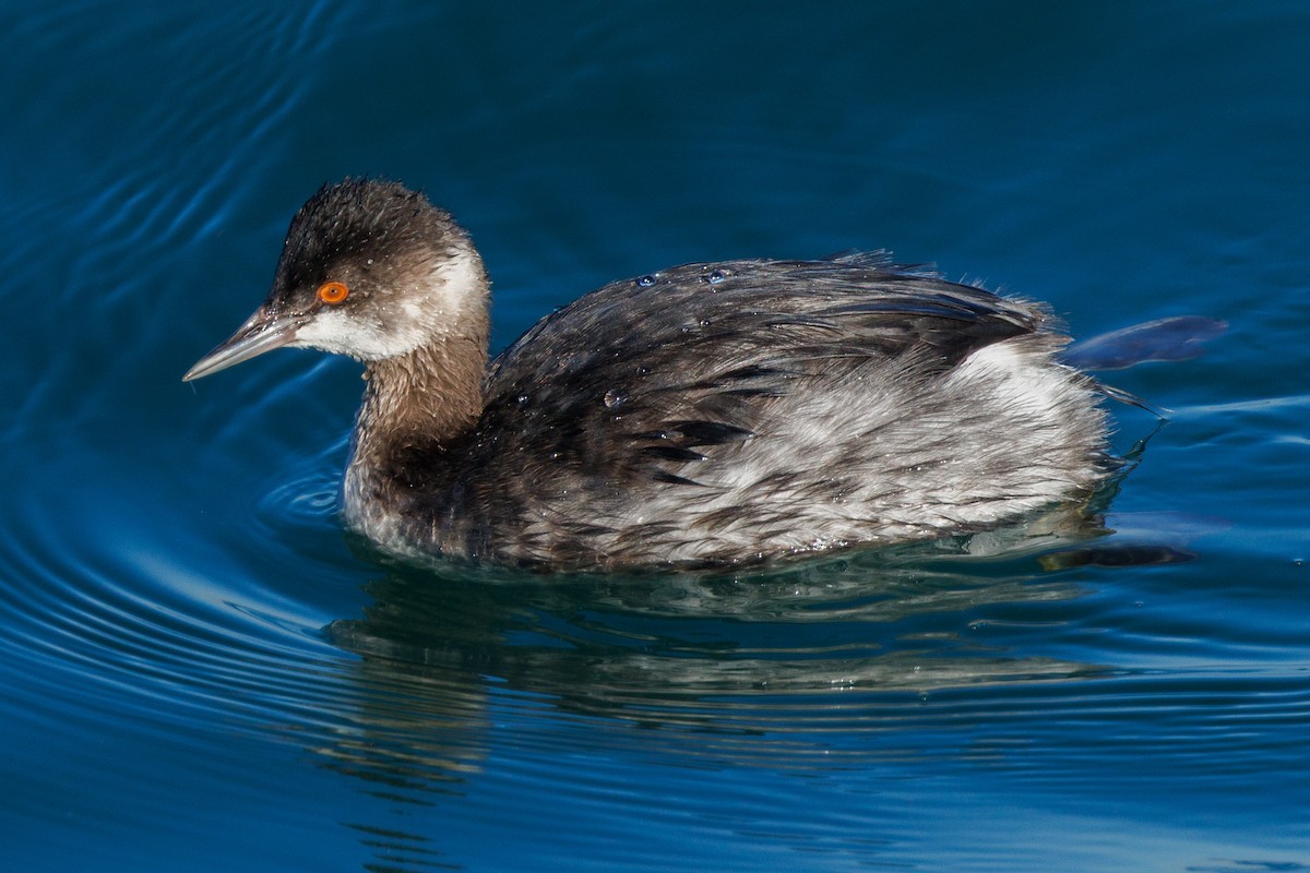 Schwarzhalstaucher - ML645875842