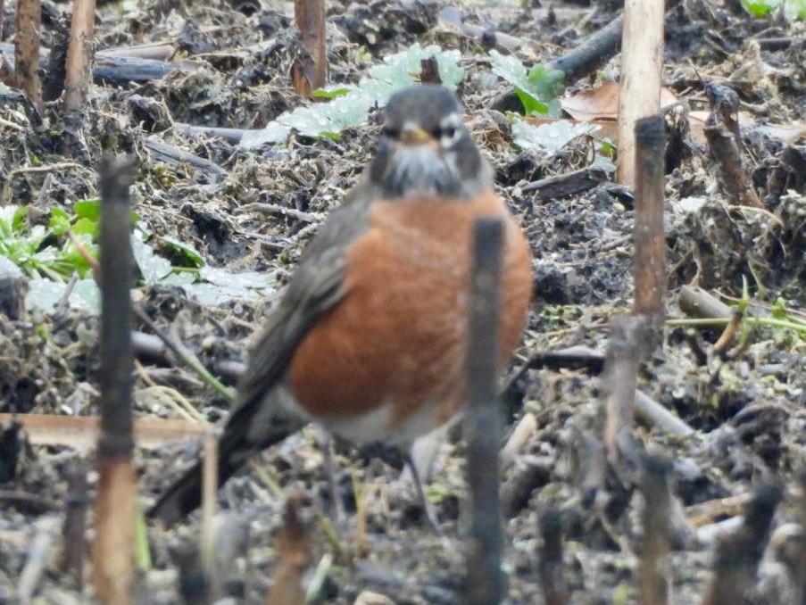 American Robin - ML645875843