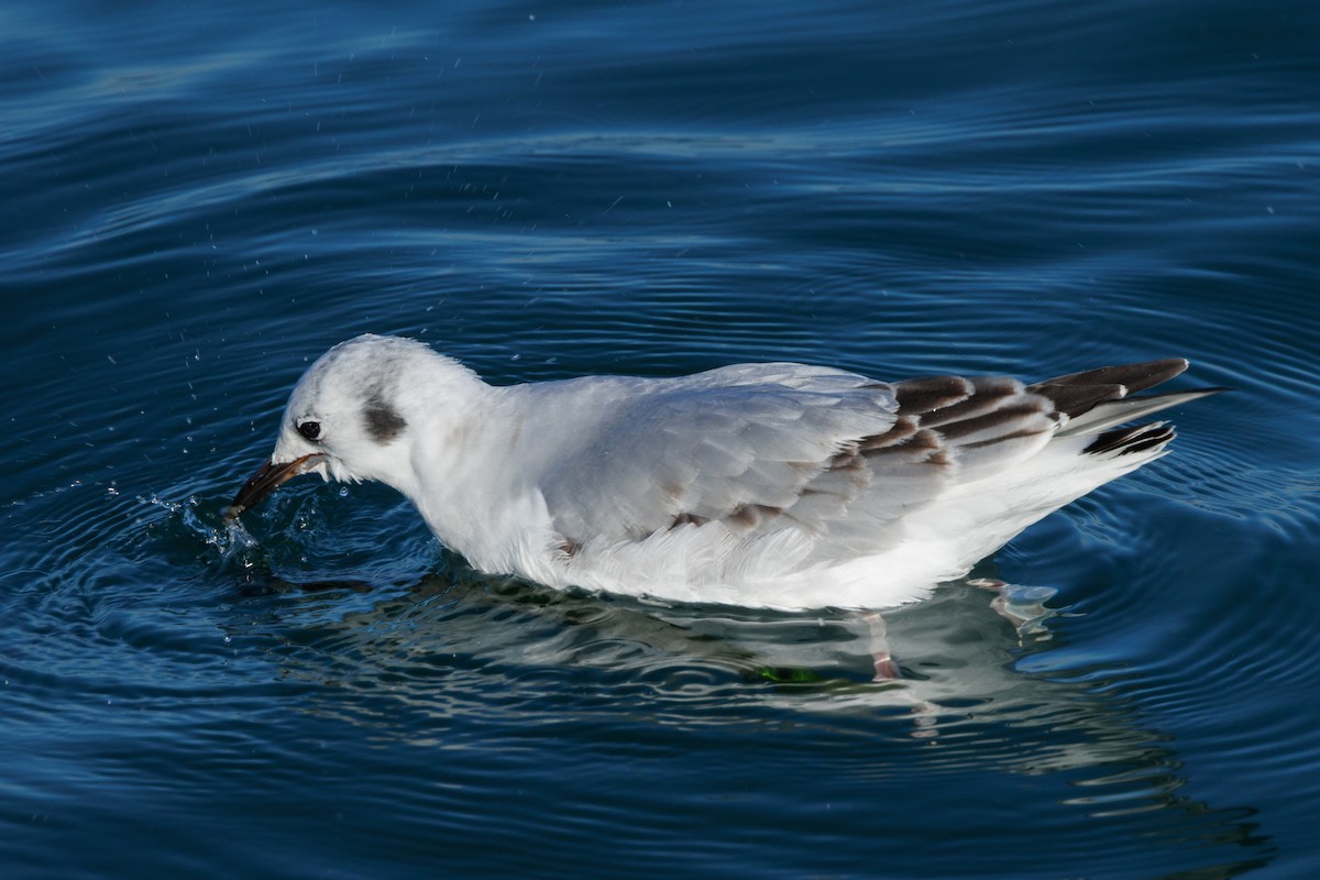 Bonaparte's Gull - ML645875846