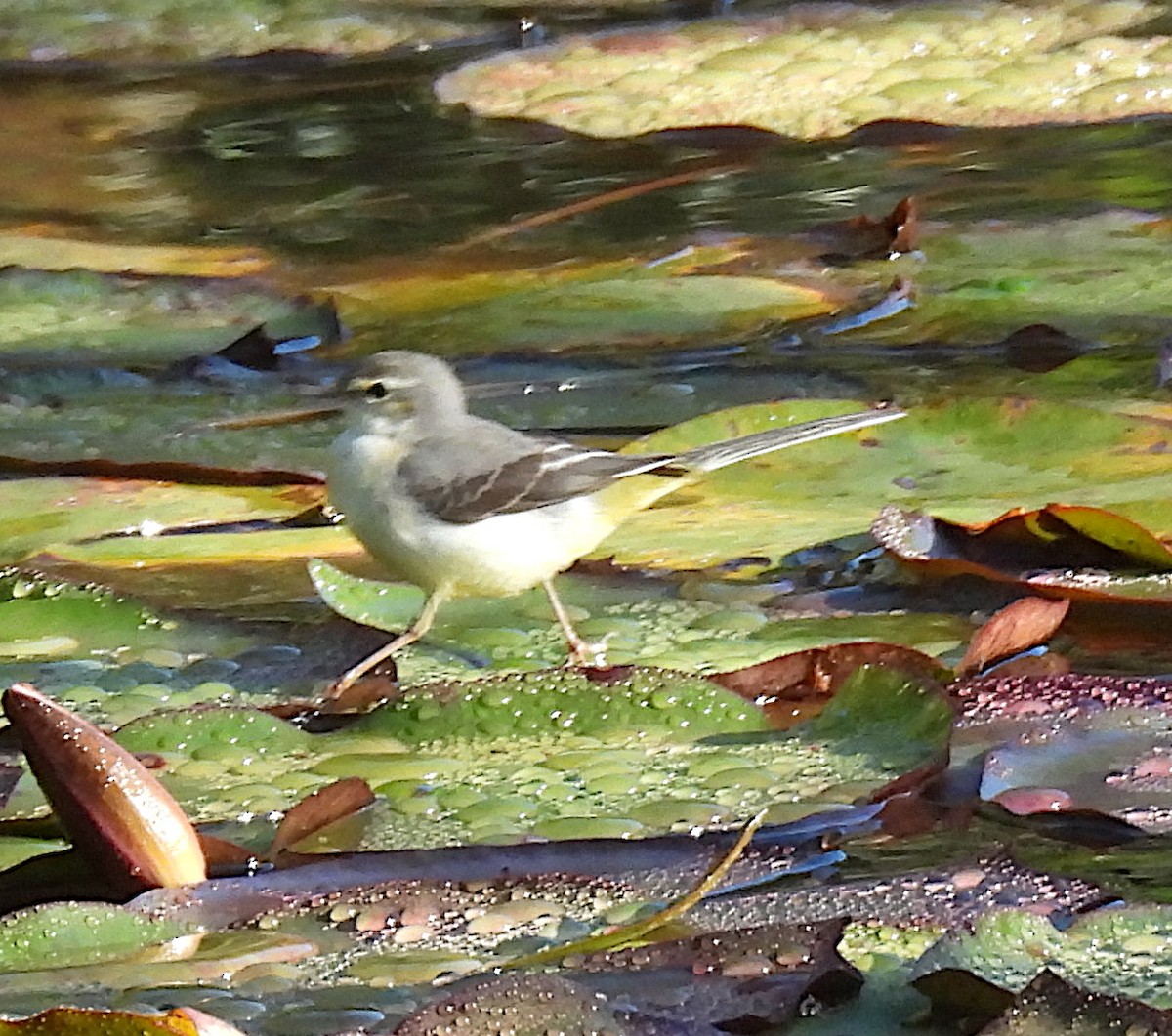Gray Wagtail - ML645875849