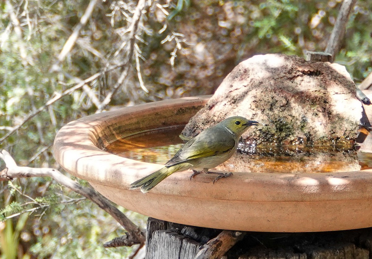 White-plumed Honeyeater - ML645875853