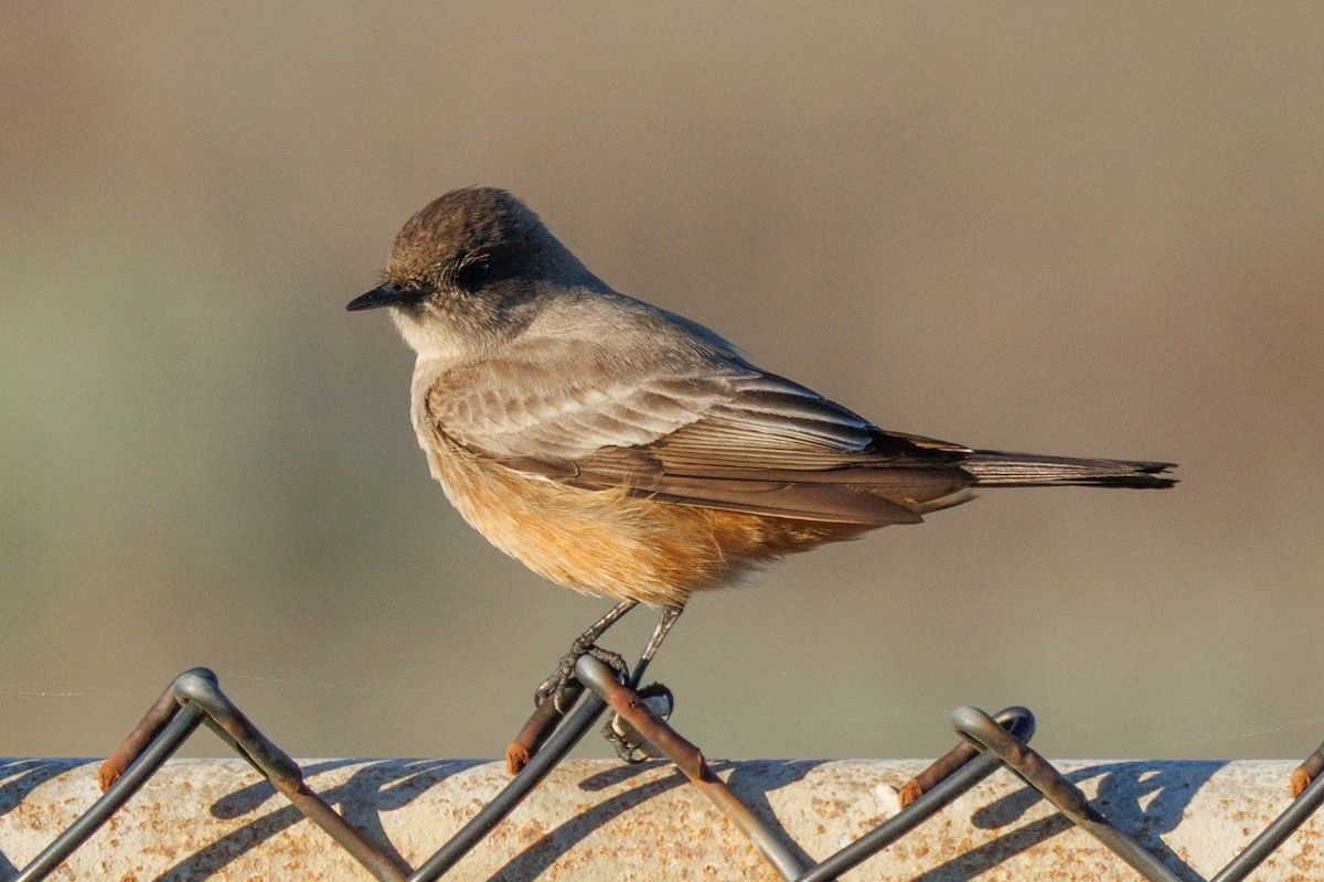 Say's Phoebe - ML645875855