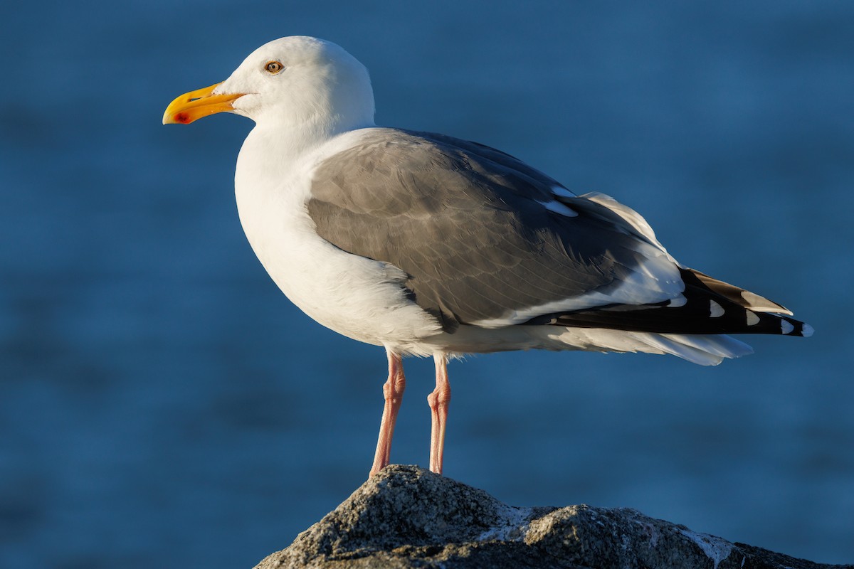 Western Gull - ML645875856