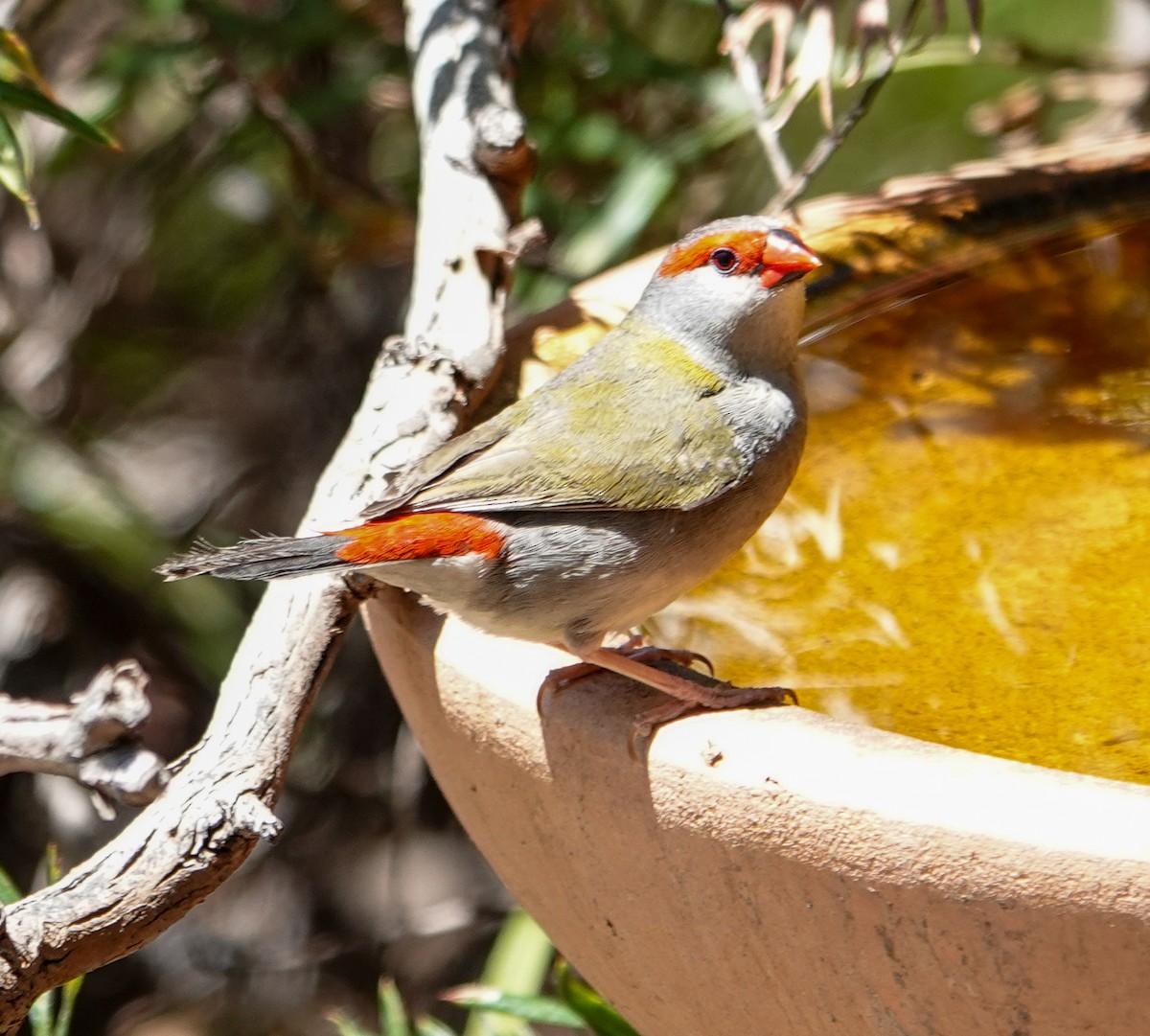 Red-browed Firetail - ML645875857