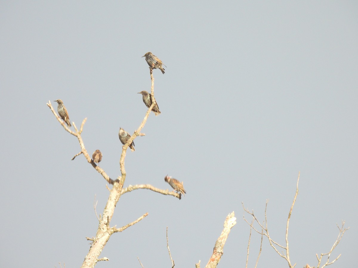 European Starling - ML645875861