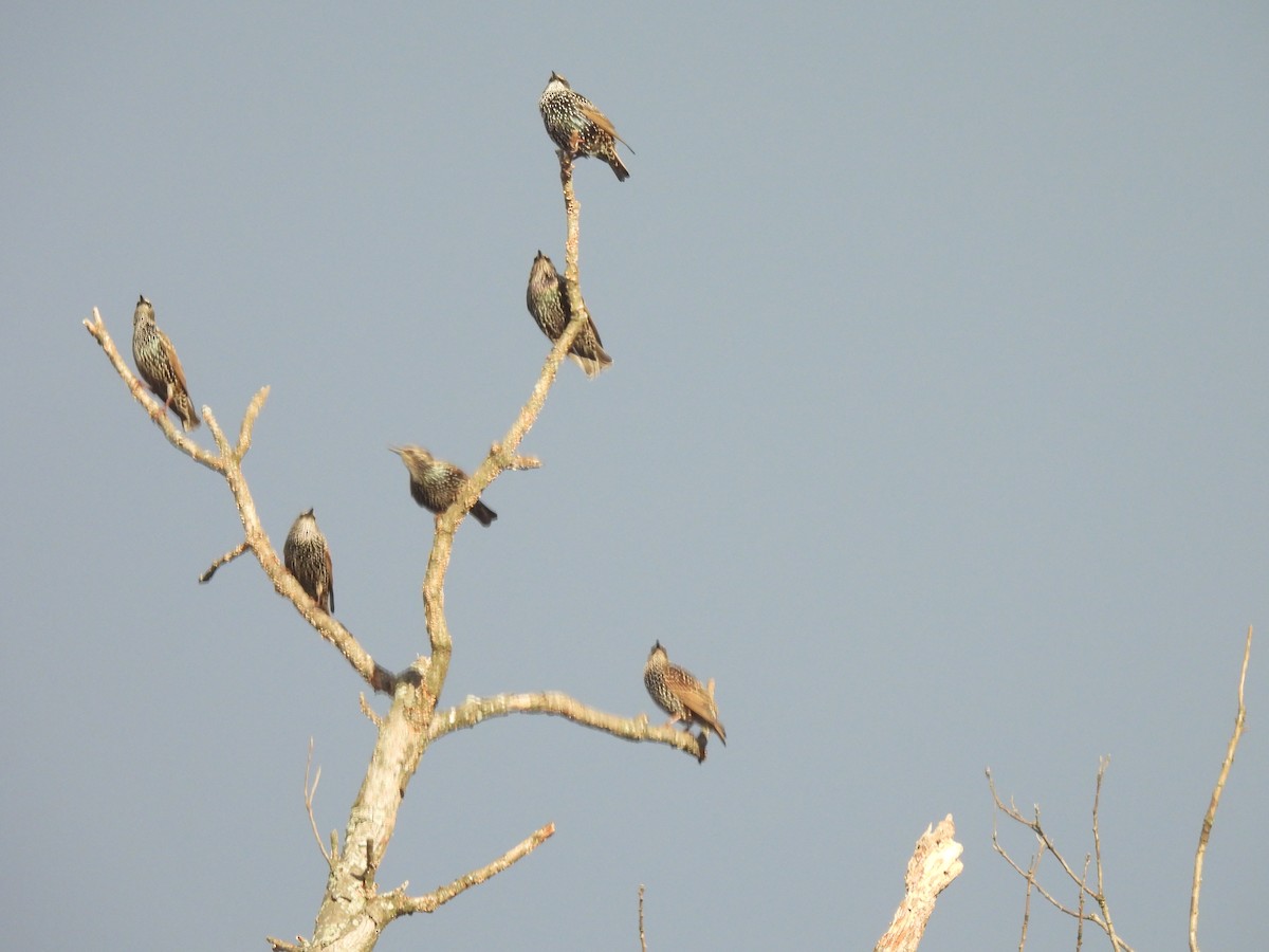 European Starling - ML645875862