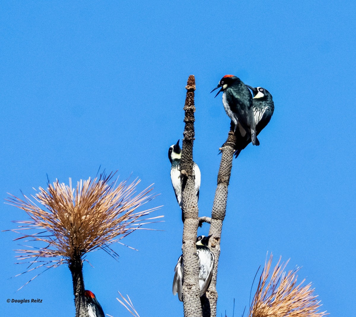 Carpintero Bellotero - ML645875868