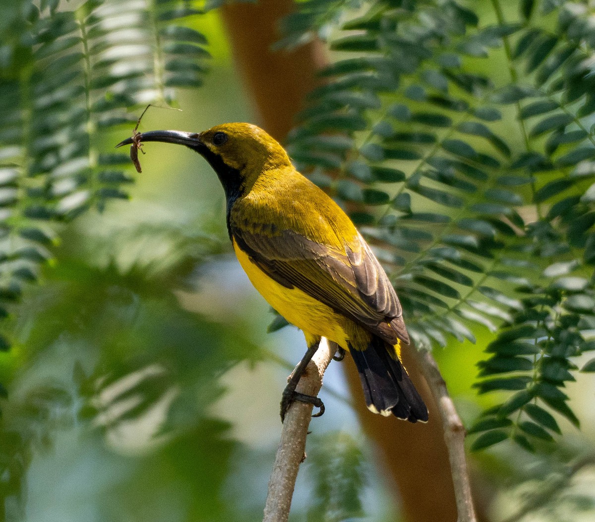Sahul Sunbird - ML645875871