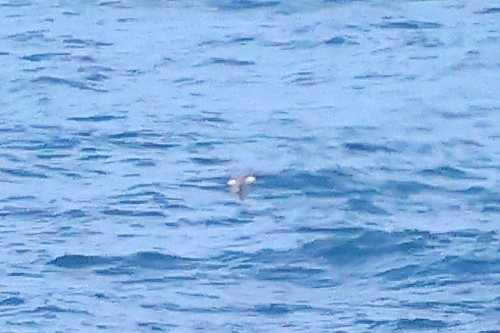 Common Murre - ML645875873